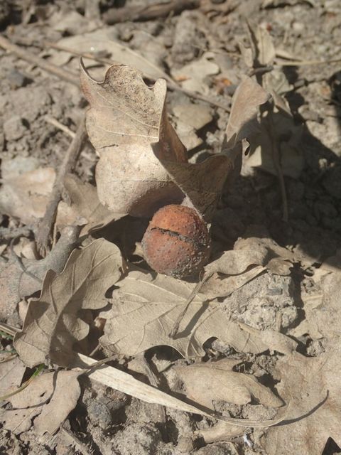 Cynips quercusfolii - golyógubacsdarázs