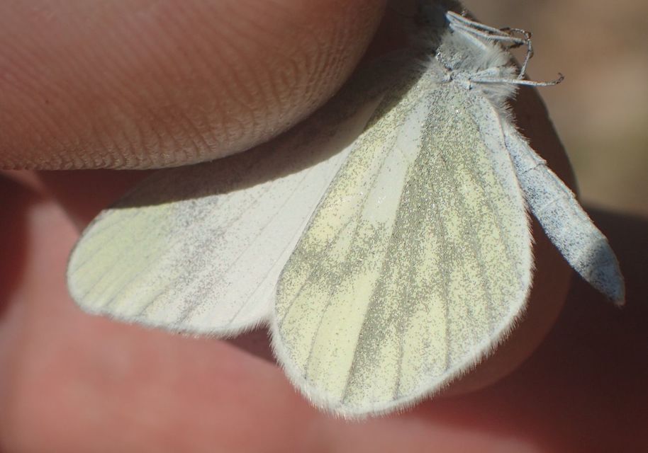 Leptidea sinapis/juvernica