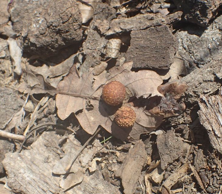 Cynips quercusfolii - golyógubacsdarázs