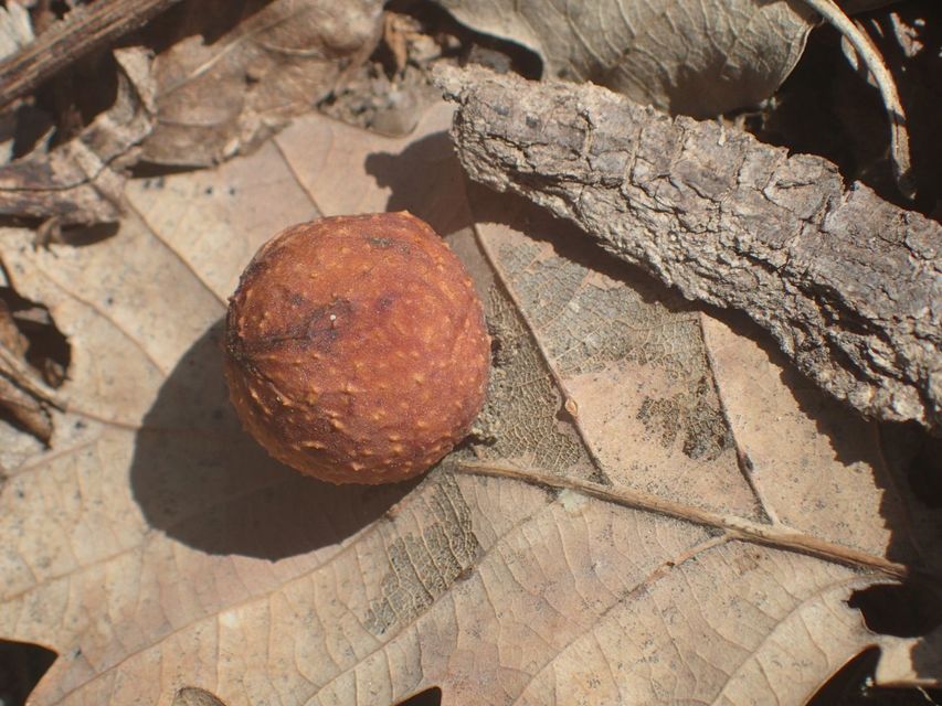 Cynips quercusfolii - golyógubacsdarázs
