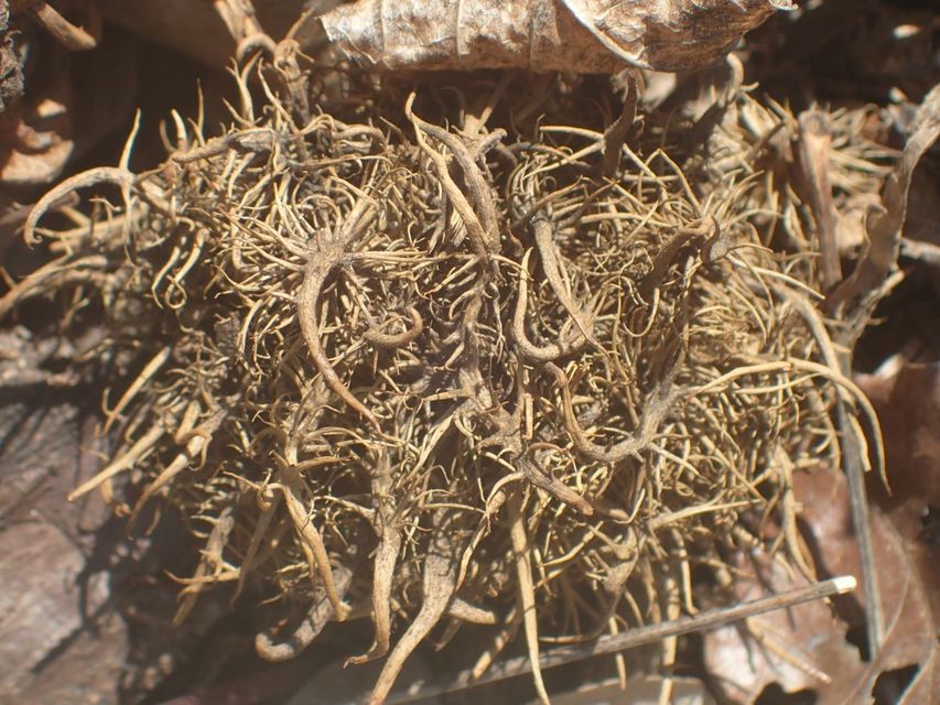 Andricus caputmedusae - medúzafej-gubacsdarázs