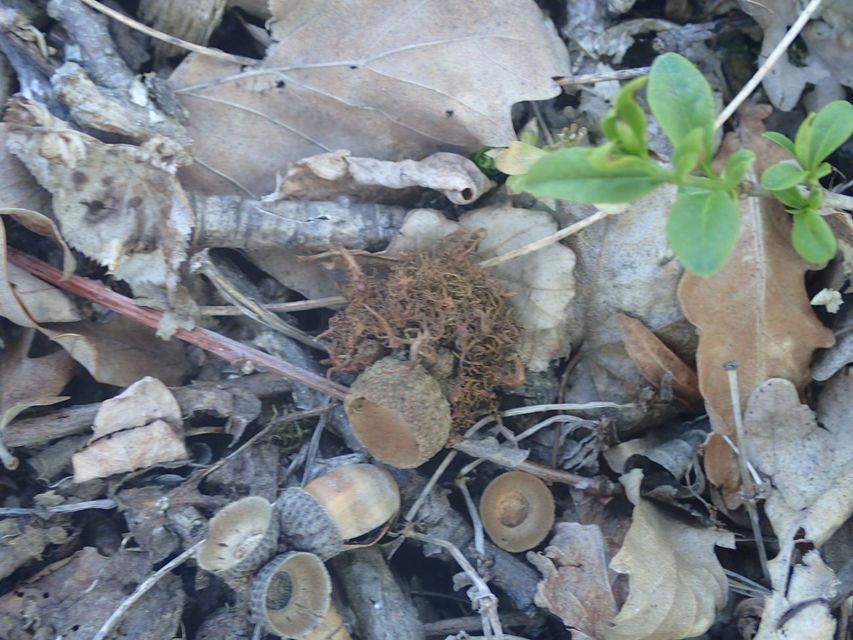 Andricus caputmedusae - medúzafej-gubacsdarázs