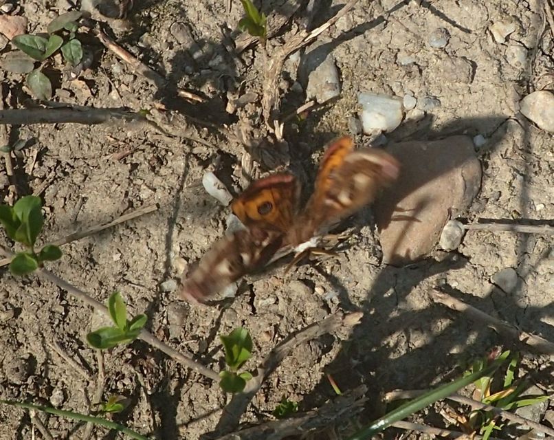 Saturnia pavoniella/pavonia