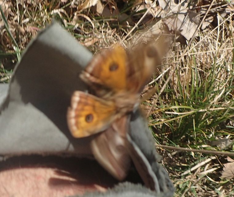 Saturnia pavoniella/pavonia