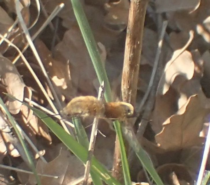 Bombylius