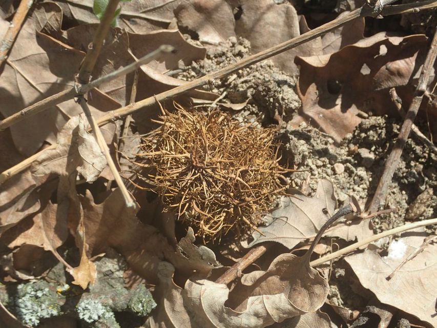 Andricus caputmedusae - medúzafej-gubacsdarázs