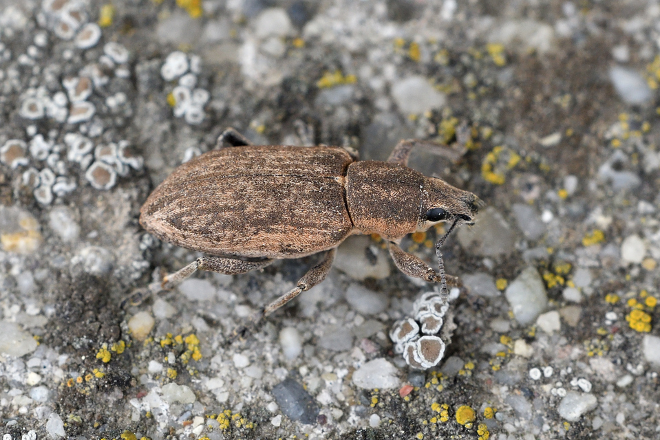 Tanymecus palliatus - közönséges hegyesfarúbarkó