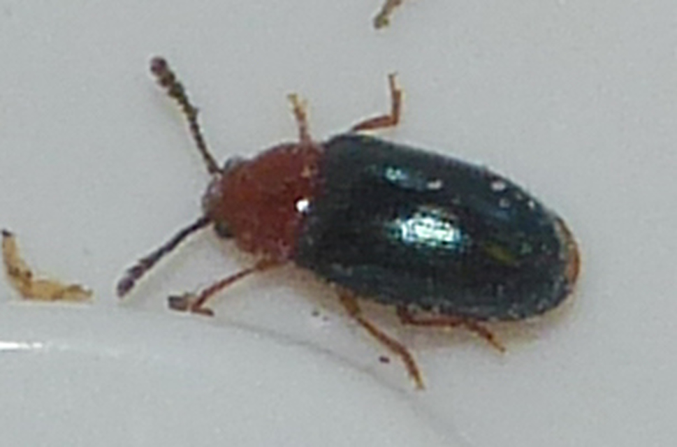 Triplax aenea - fémes tarbogár