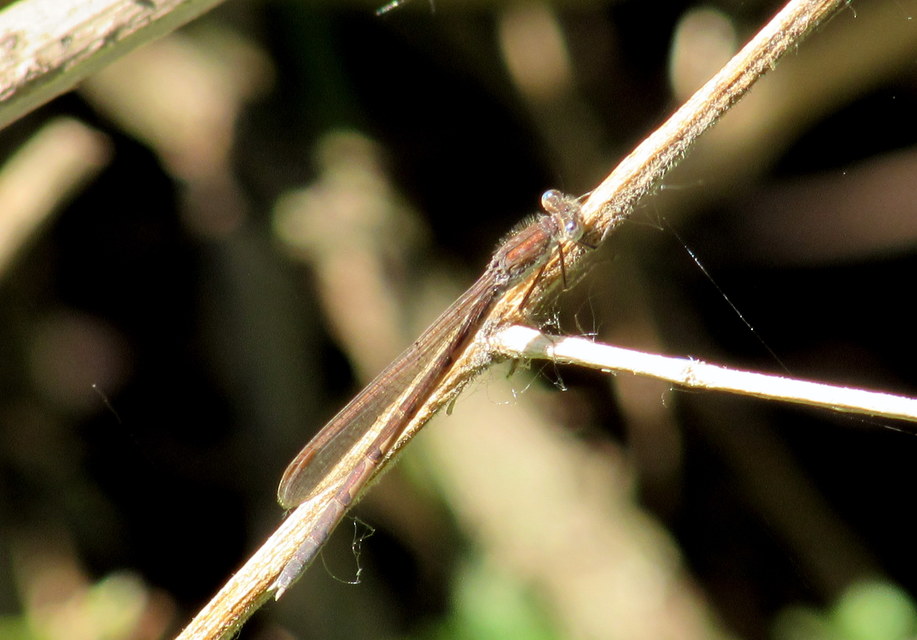 Sympecma fusca - téli rablószitakötő