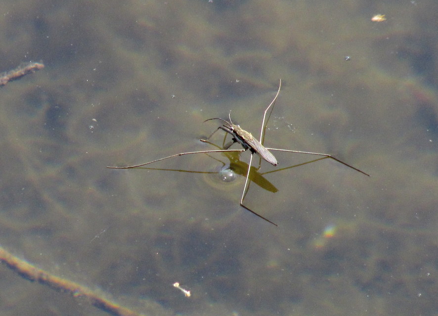 Gerridae - molnárpoloskák