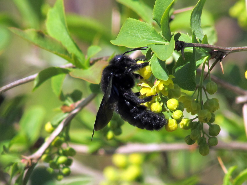 Xylocopa violacea - kék fadongó