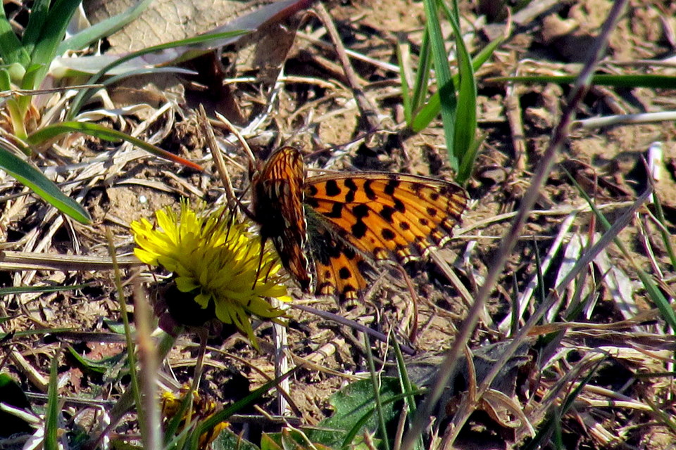 Boloria dia - kis gyöngyházlepke