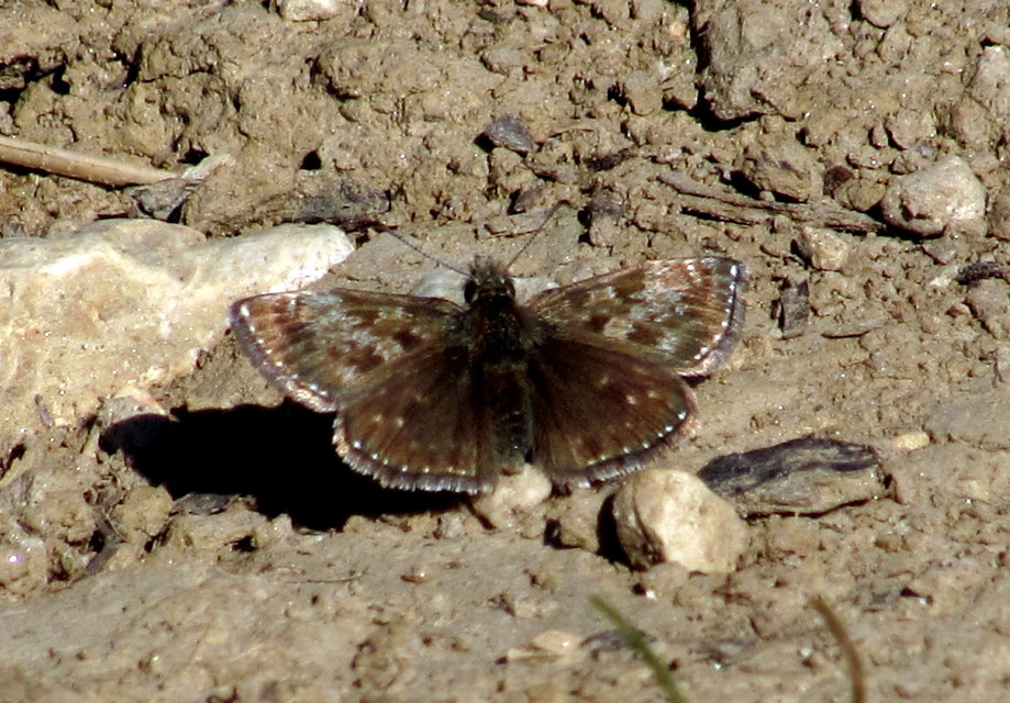 Erynnis tages - cigánylepke