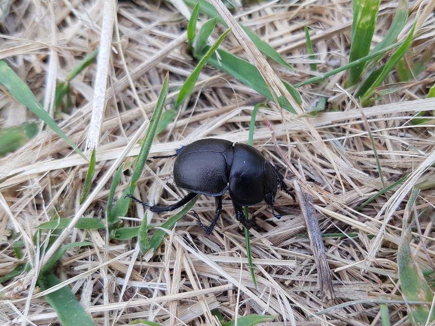 Lethrus apterus - nagyfejű csajkó