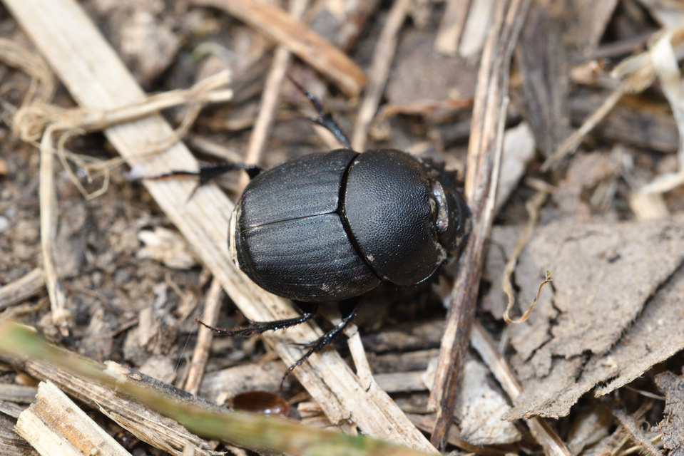 Onthophagus verticicornis - fekete trágyatúró