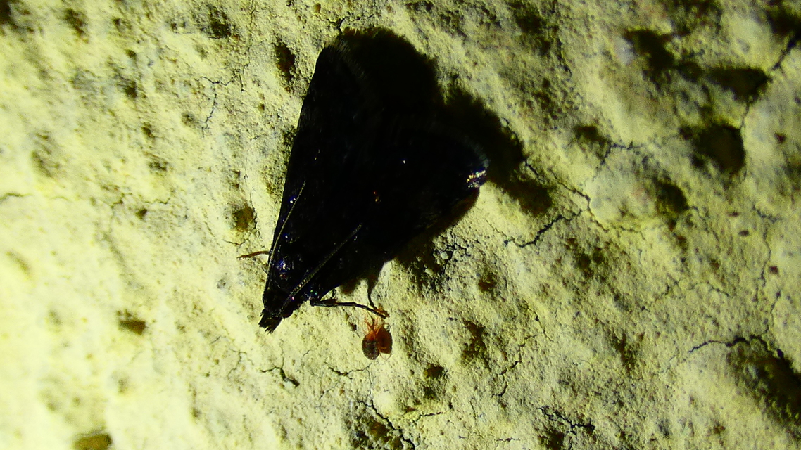 Heliothela wulfeniana - fényes kormosmoly