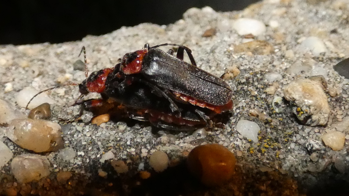 Cantharis rustica - suszterbogár