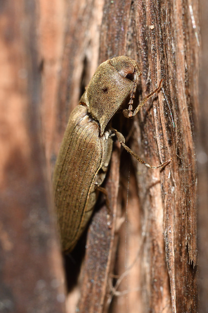 Agriotes pilosellus - erdei pattanó