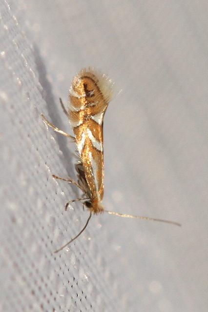 Phyllonorycter
