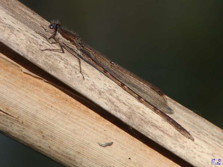Sympecma fusca - téli rablószitakötő