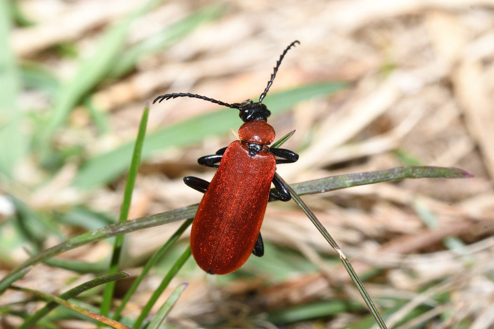 Pyrochroa coccinea - nagy bíborbogár