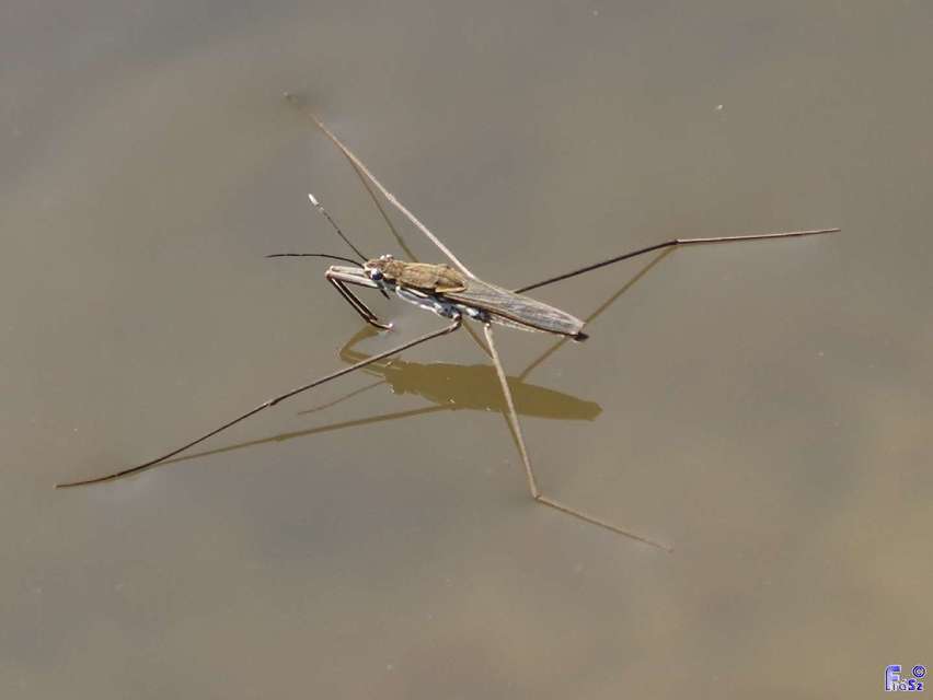 Gerridae - molnárpoloskák