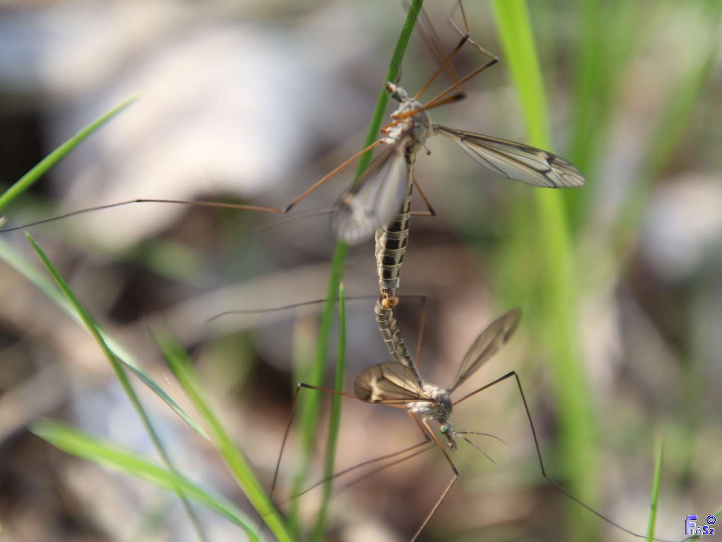 Tipula lateralis