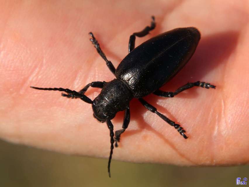 Dorcadion aethiops - fekete gyalogcincér