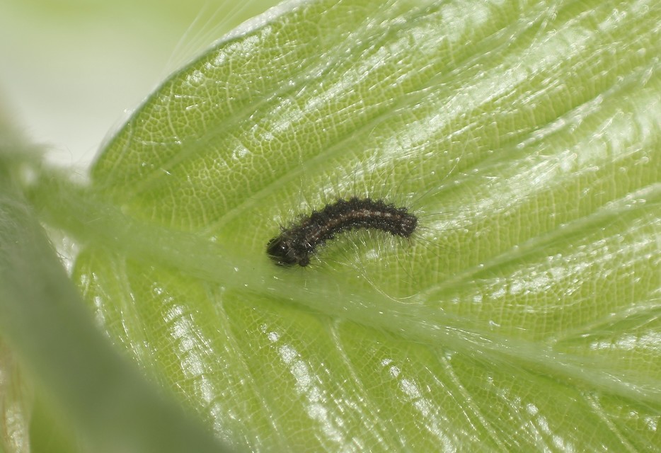 Lymantria monacha - apácalepke