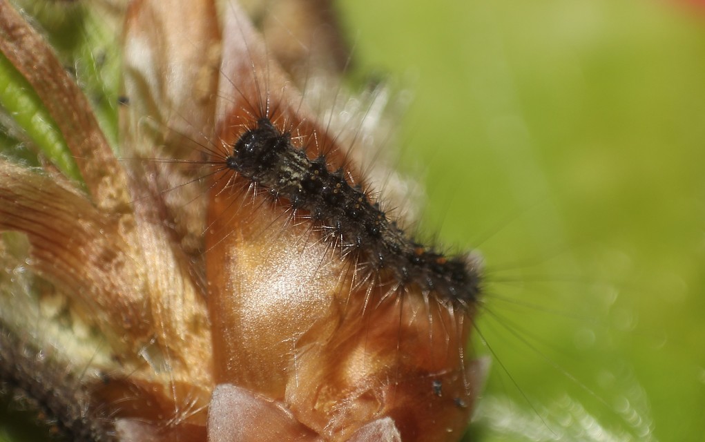 Lymantria monacha - apácalepke