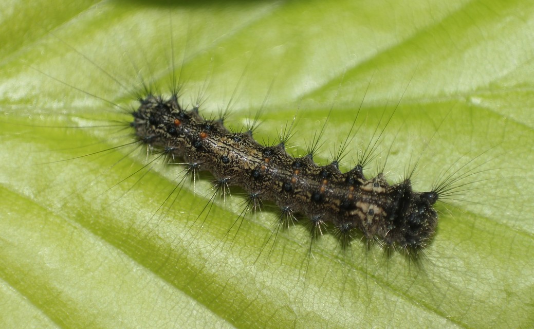 Lymantria monacha - apácalepke