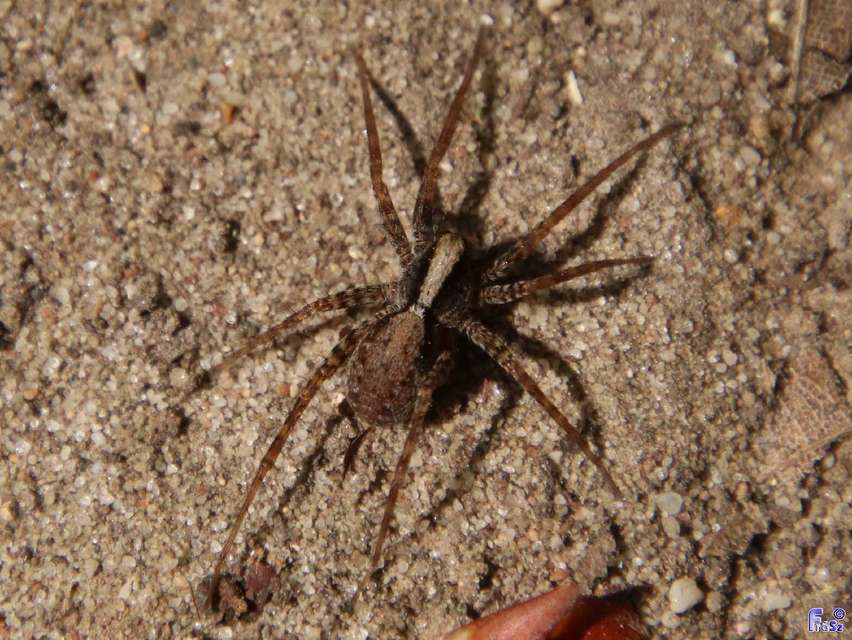 Pardosa alacris/lugubris