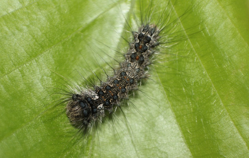Lymantria monacha - apácalepke