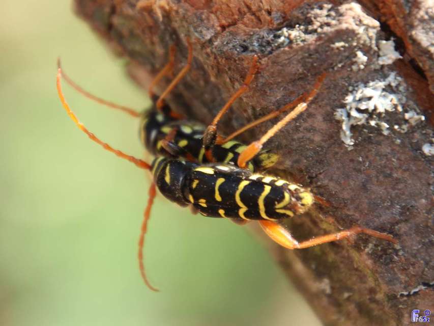 Plagionotus arcuatus - bársonyos darázscincér