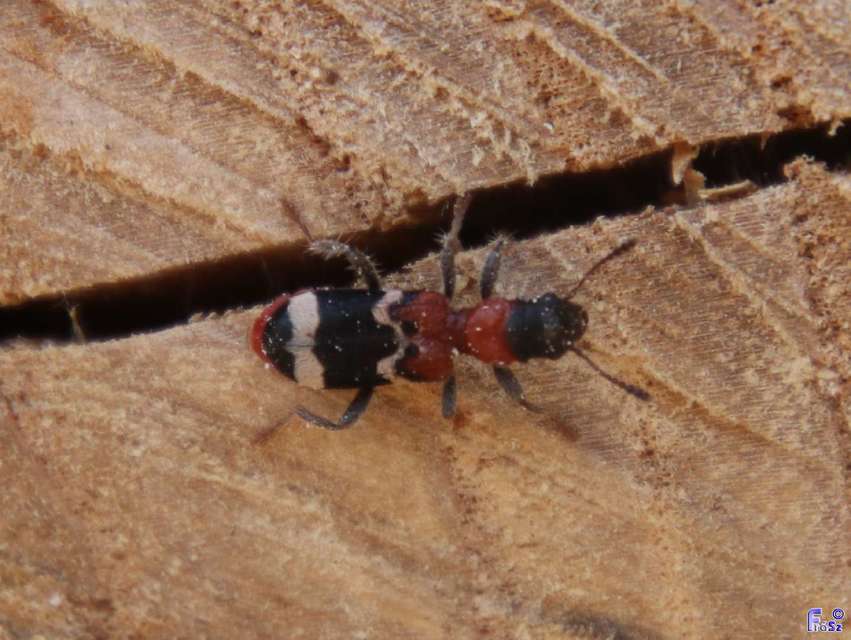 Thanasimus formicarius - vörösnyakú szúfarkas