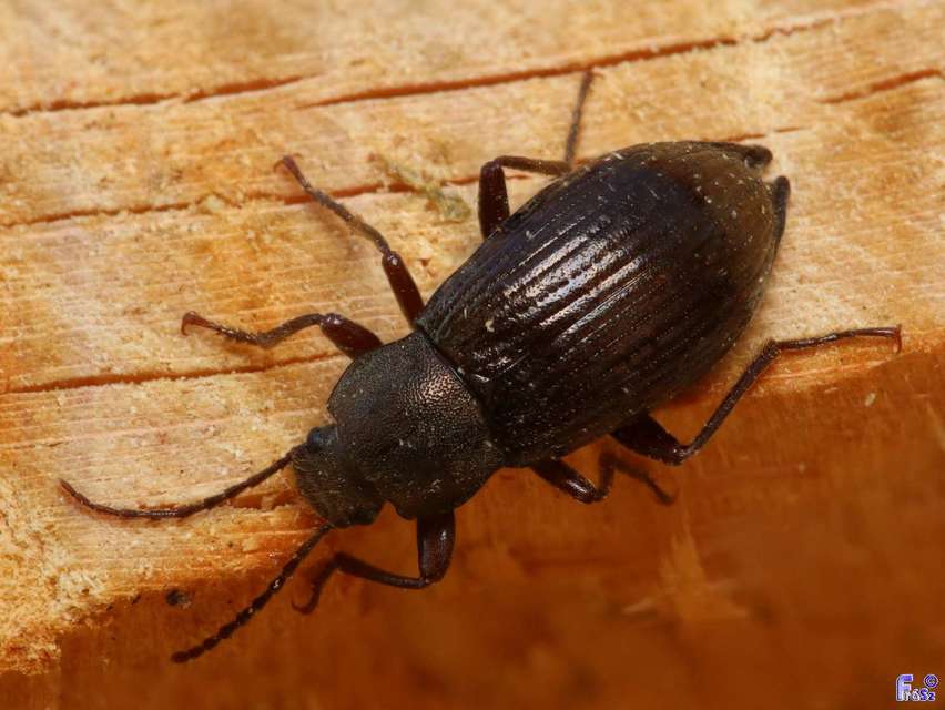 Stenomax aeneus - bronzos gyászbogár