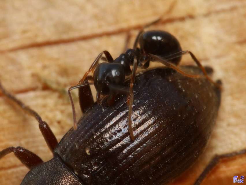 Lasius fuliginosus - kartonépítő fahangya