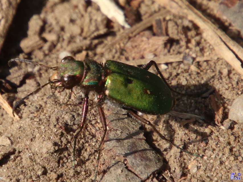 Cicindela campestris - mezei homokfutrinka