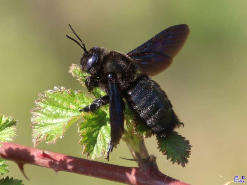 Xylocopa valga - gyakori fadongó