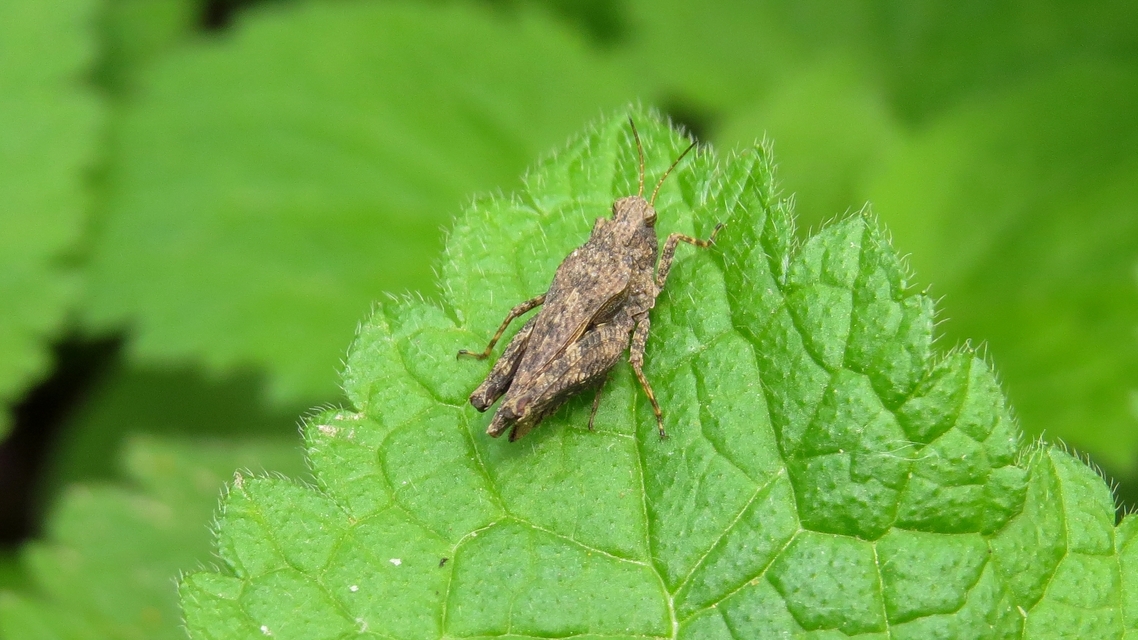 Tetrix subulata - közönséges tövishátúsáska
