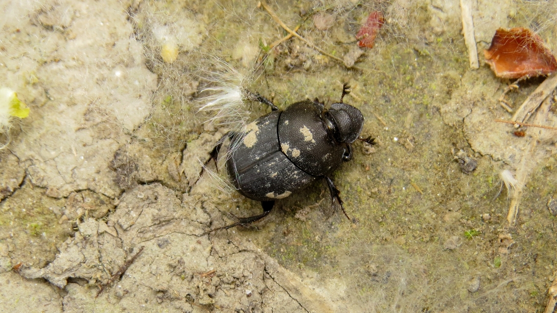 Onthophagus verticicornis - fekete trágyatúró