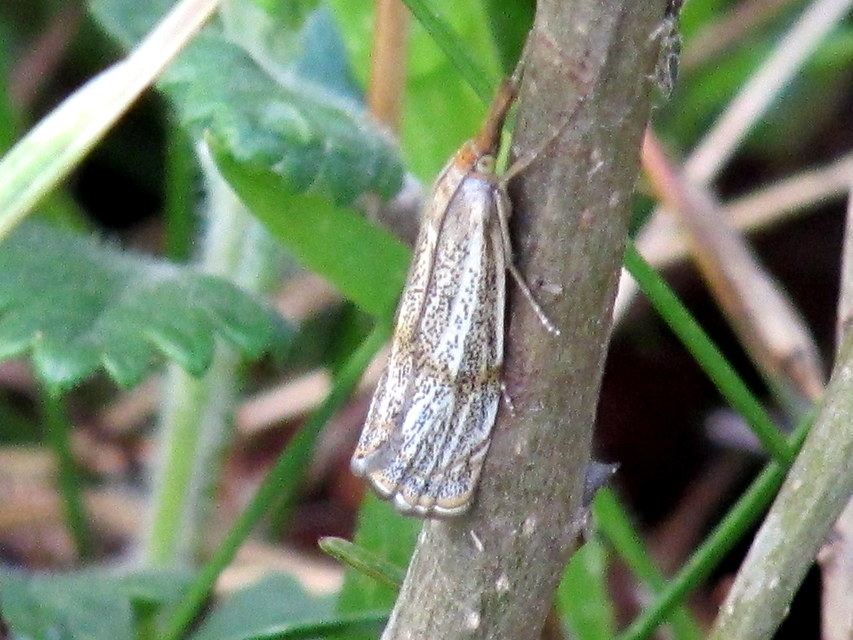 Thisanotia chrysonuchella - tavaszi fűgyökérmoly