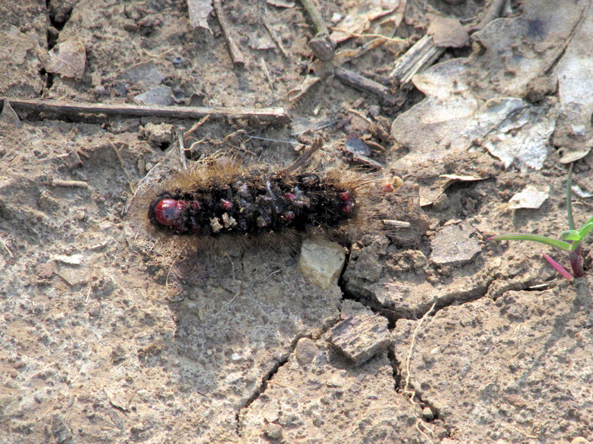 Arctia villica - fekete medvelepke