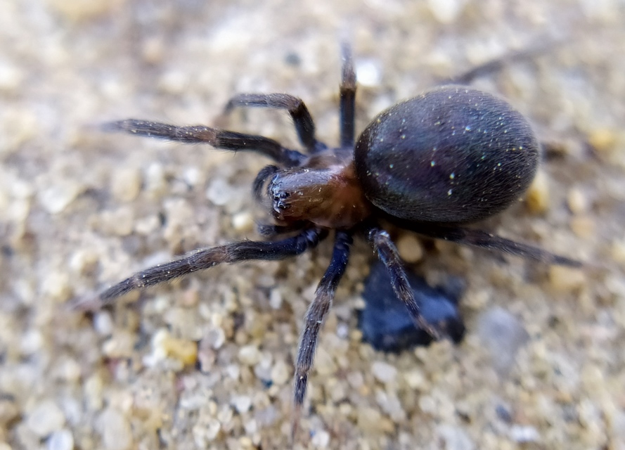 Titanoeca veteranica