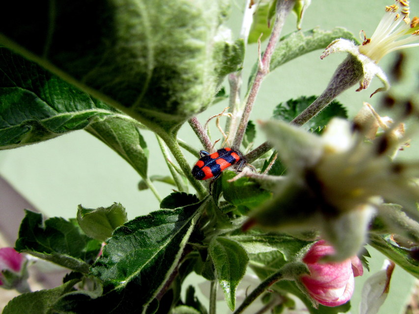 Trichodes favarius - hatfoltos méhészbogár