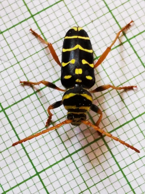 Plagionotus arcuatus - bársonyos darázscincér