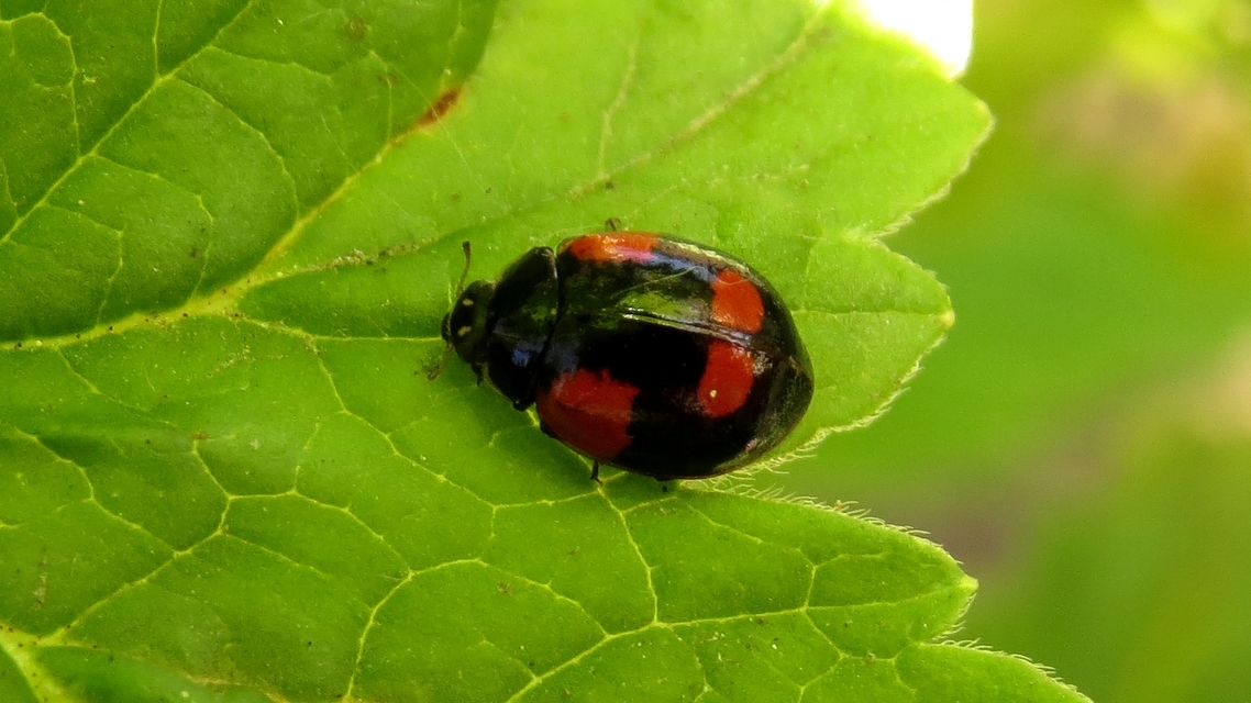 Adalia bipunctata - kétpettyes katica