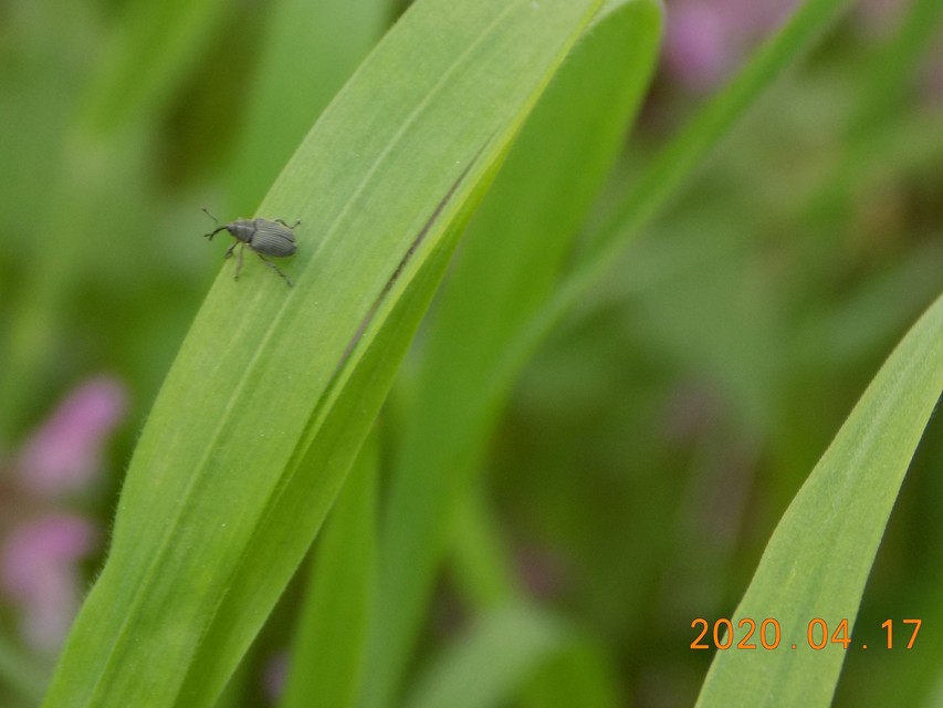 Ceutorhynchus obstrictus - repcebecő-ceutormányos