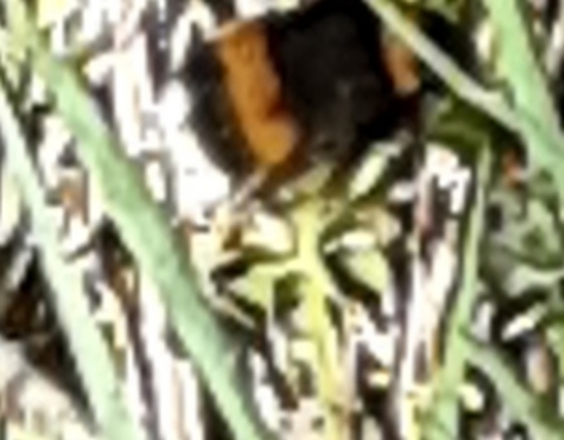 Bombus terrestris/lucorum