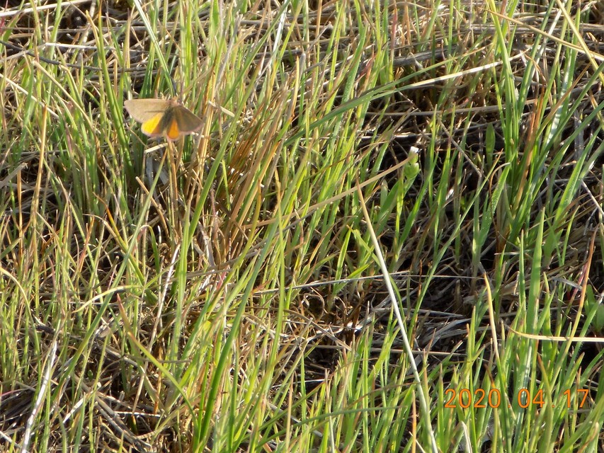 Lythria purpuraria - bíborsávos araszoló